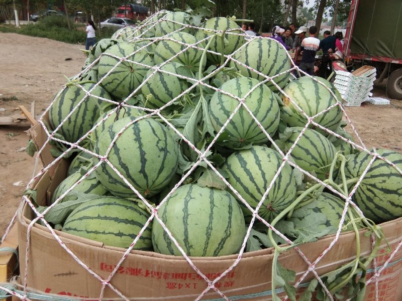 8424、美都有籽，产地河南商丘，质量保证，支持各种包装