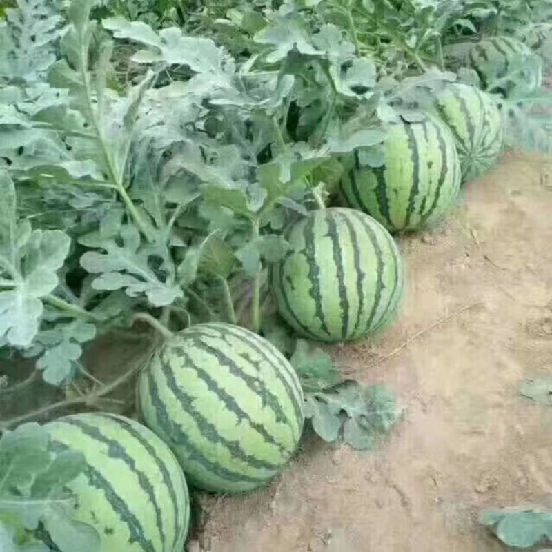 8424、美都有籽，产地河南商丘，质量保证，支持各种包装