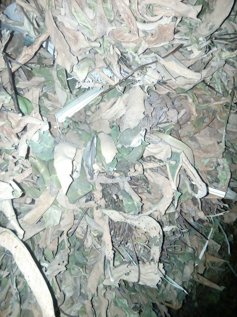 石苇