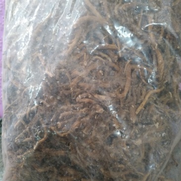 倒提壶纯根