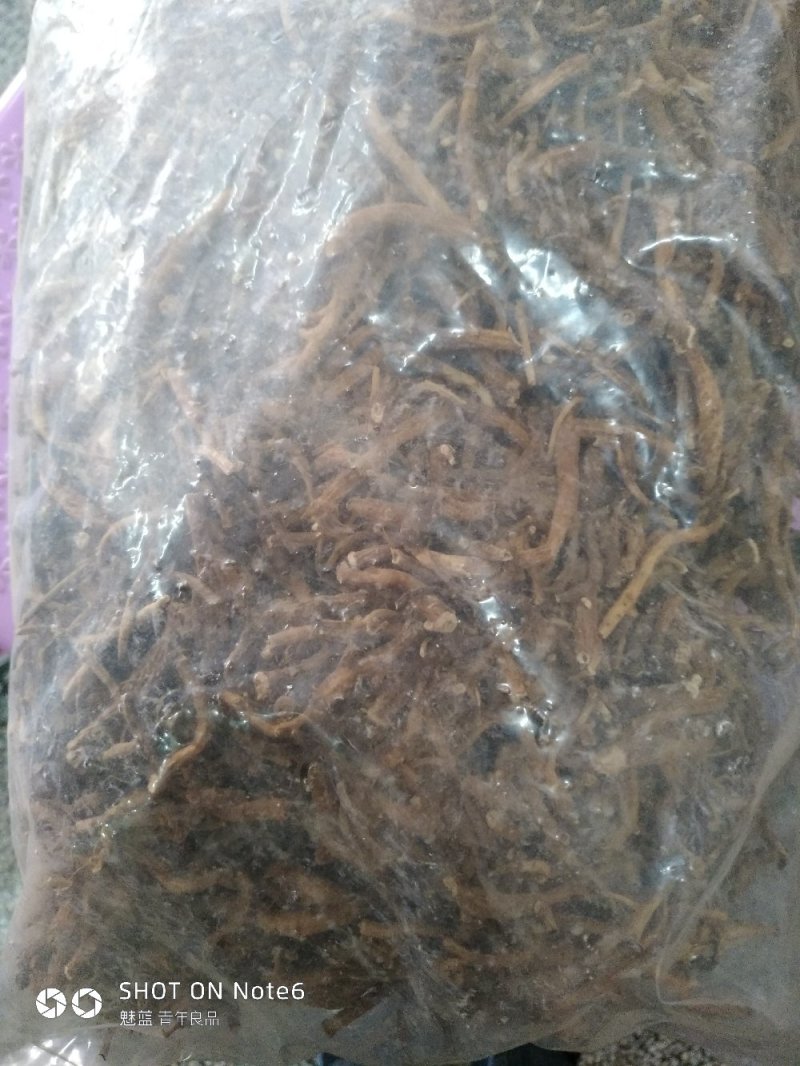 倒提壶纯根