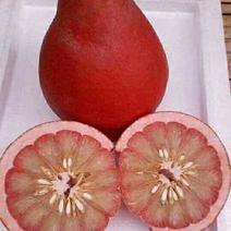 泰国三红柚苗