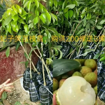 妃子笑荔枝苗