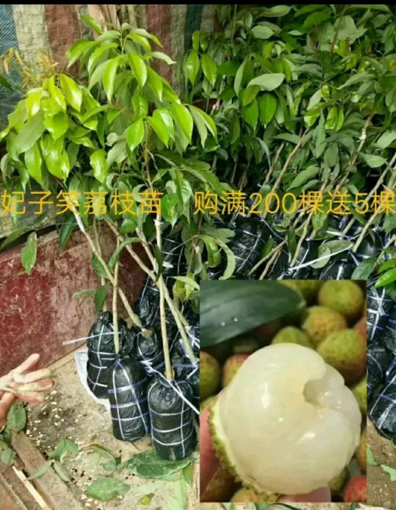 妃子笑荔枝苗
