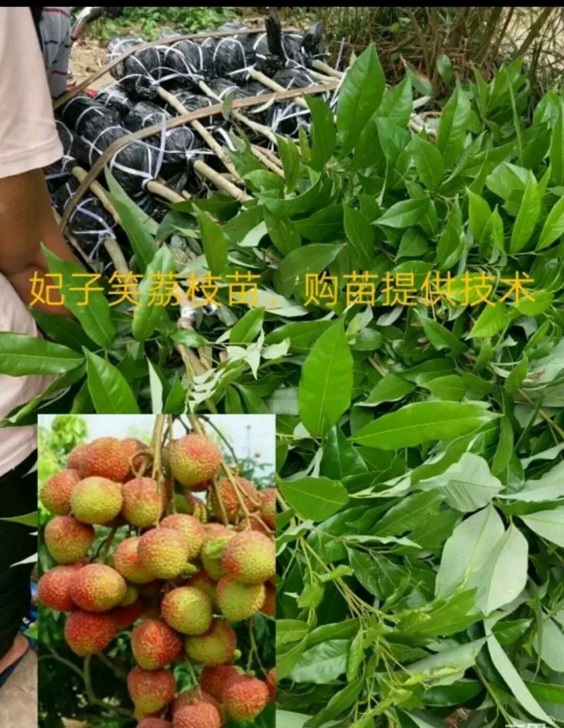 妃子笑荔枝苗
