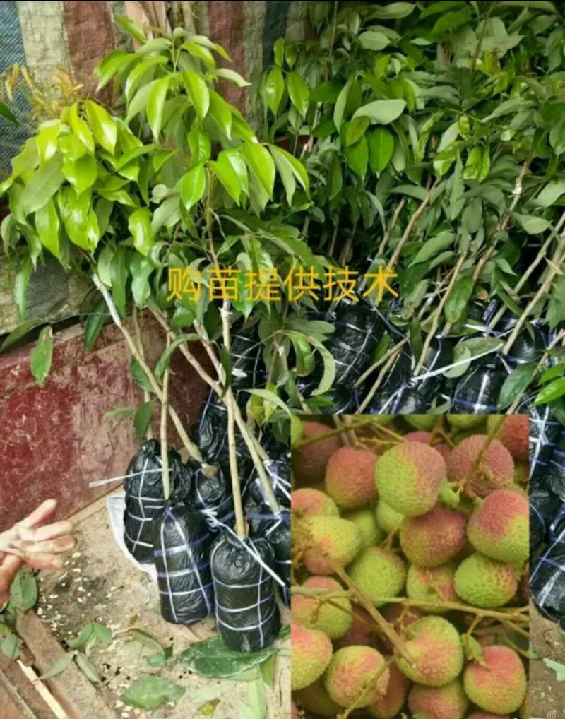妃子笑荔枝苗