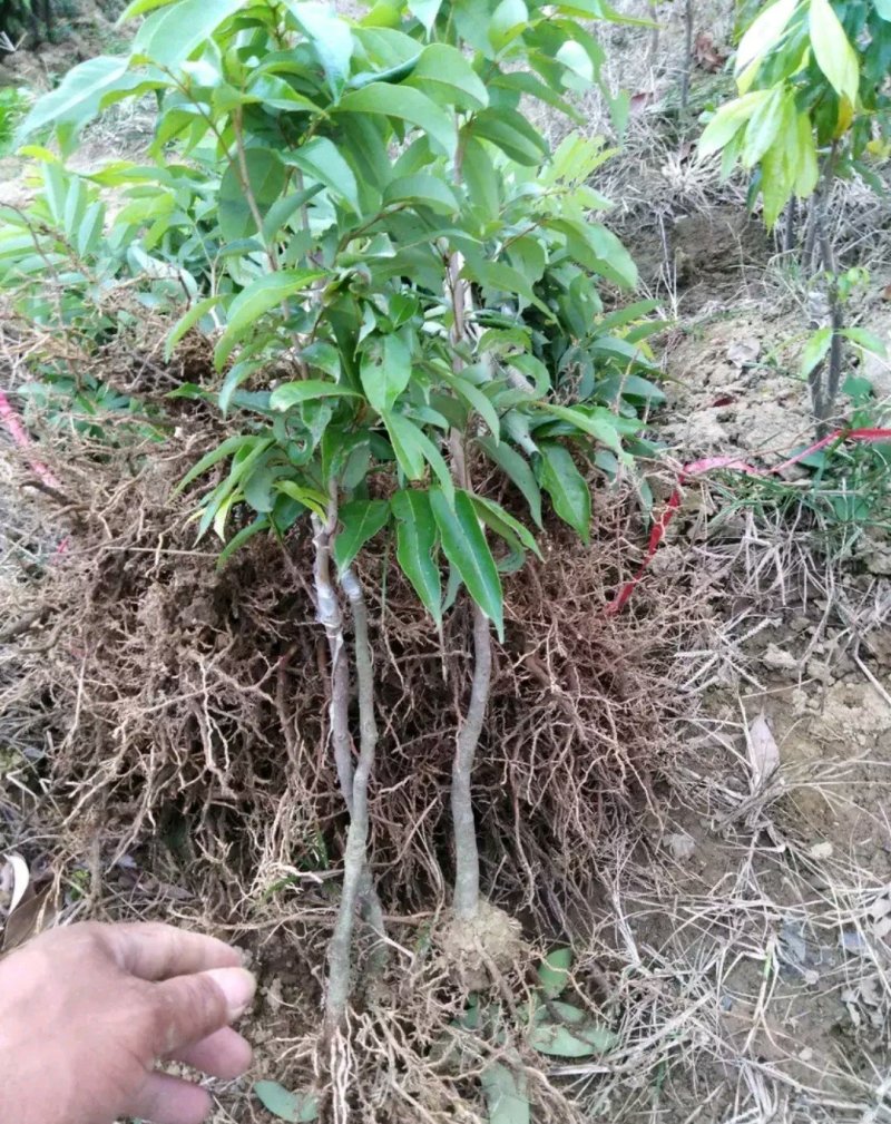妃子笑荔枝苗