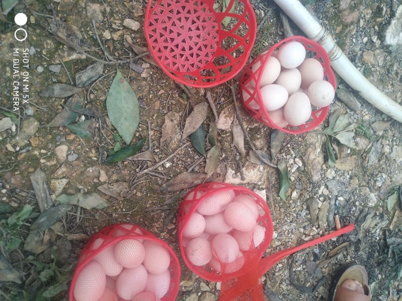 德保土鸡，正宗五谷杂粮