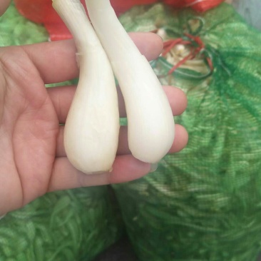 南溪藠头