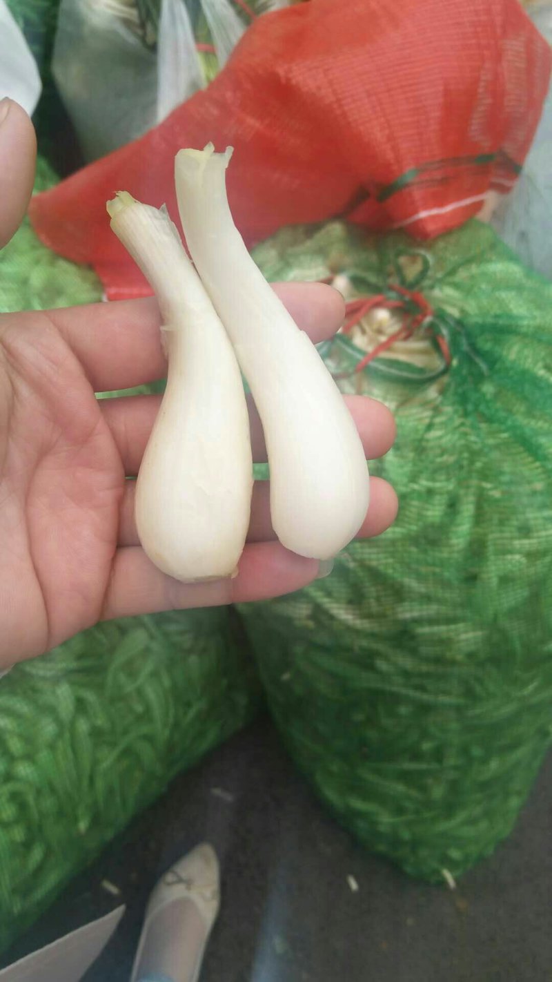 南溪藠头