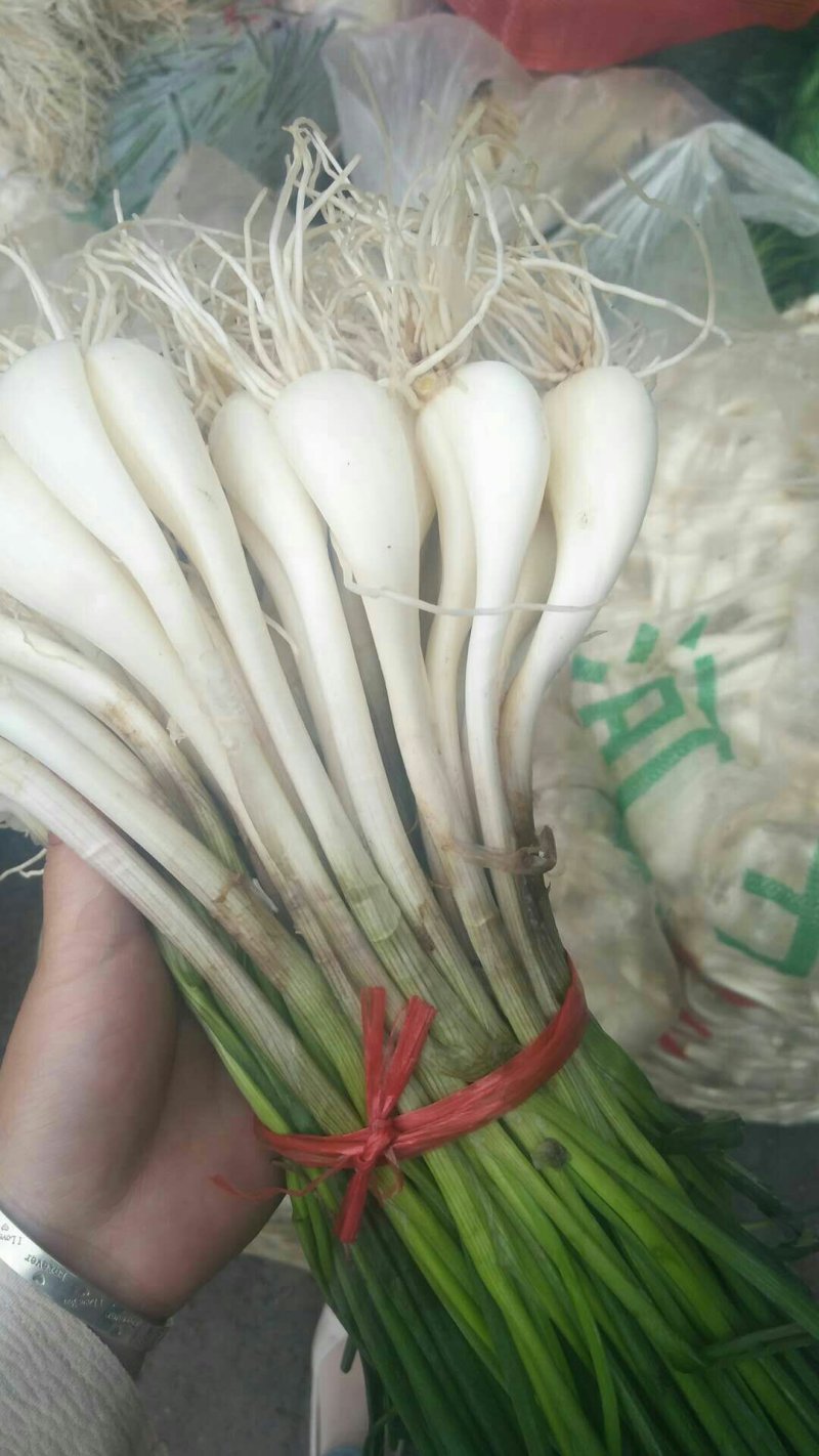 南溪藠头