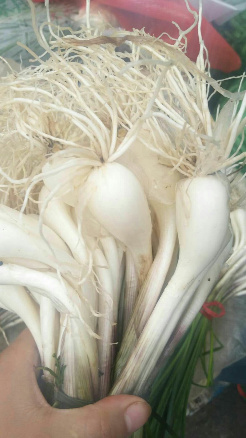 南溪藠头