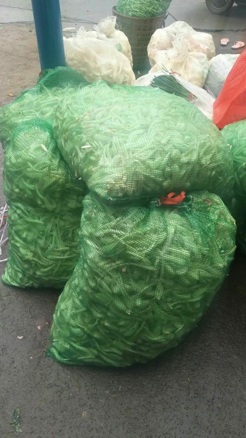 南溪藠头
