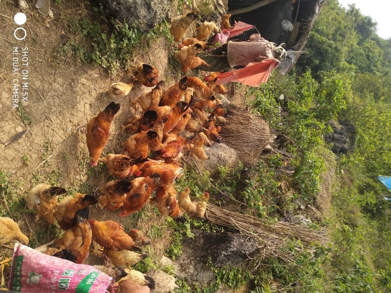 德保土鸡，正宗五谷杂粮