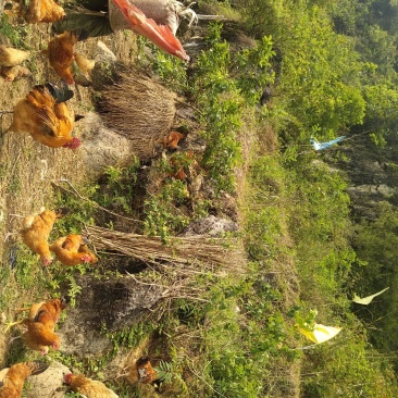 德保土鸡，正宗五谷杂粮