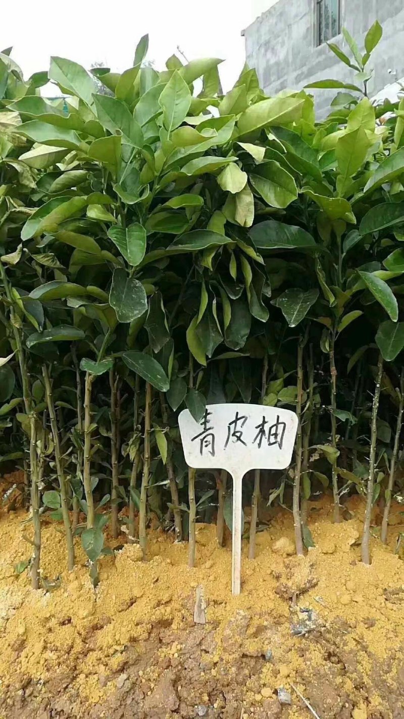 青皮柚子苗