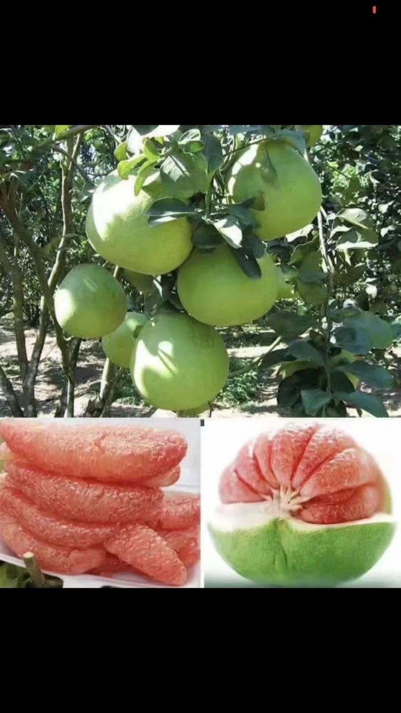 青皮柚子苗