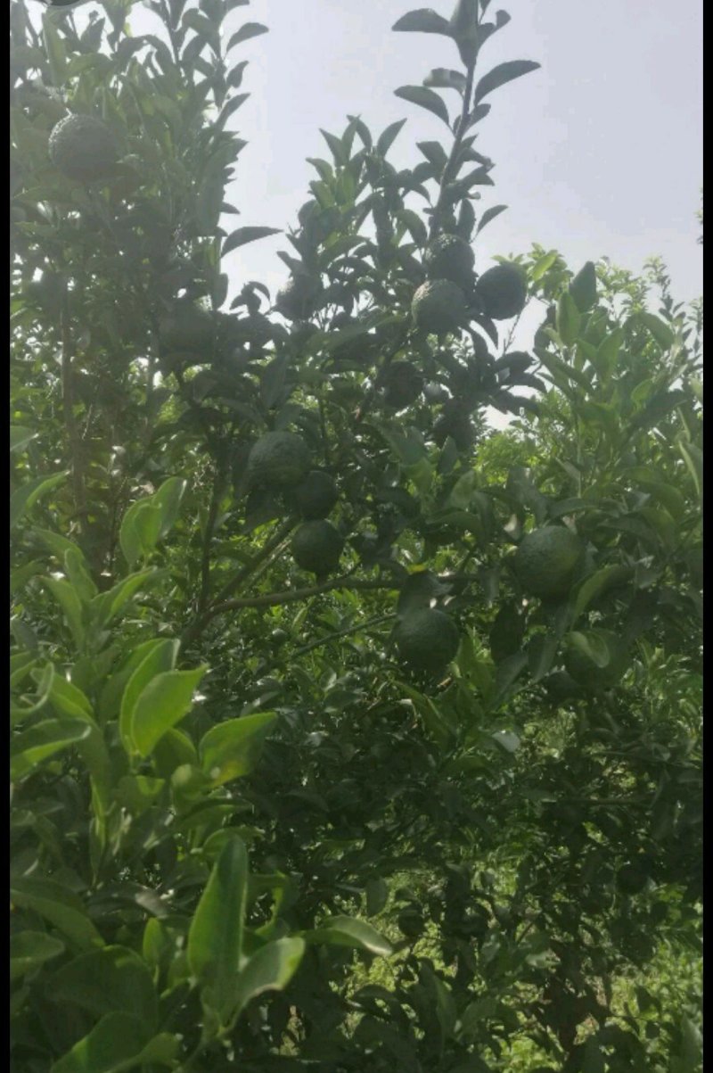 青皮柚子苗