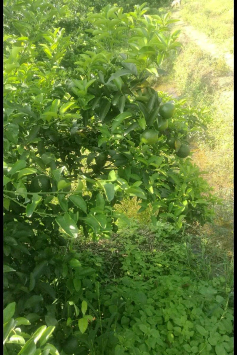 青皮柚子苗