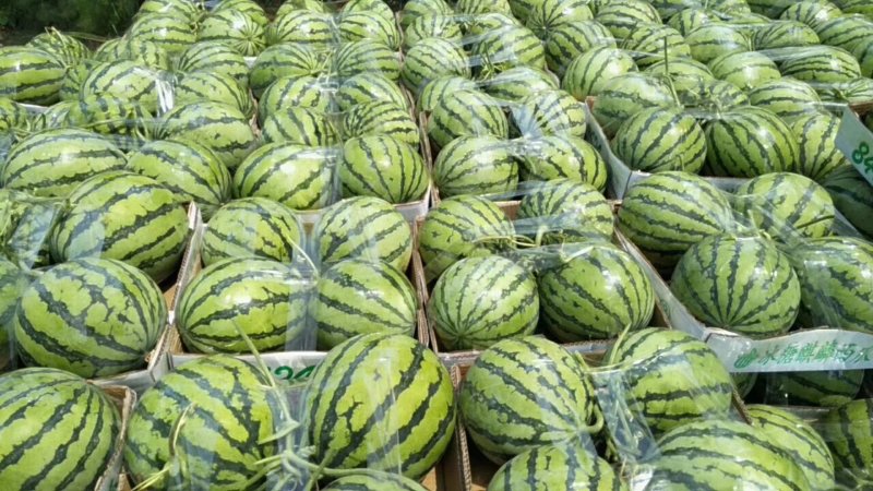 西瓜8424、甜～地头价、产地直供、货源充足