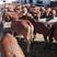 肉牛牛犊，黄牛，三元杂交牛适应放养的品种，全国各地都适应