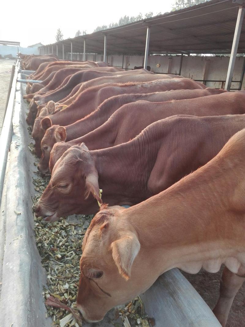 肉牛牛犊，黄牛，三元杂交牛适应放养的品种，全国各地都适应