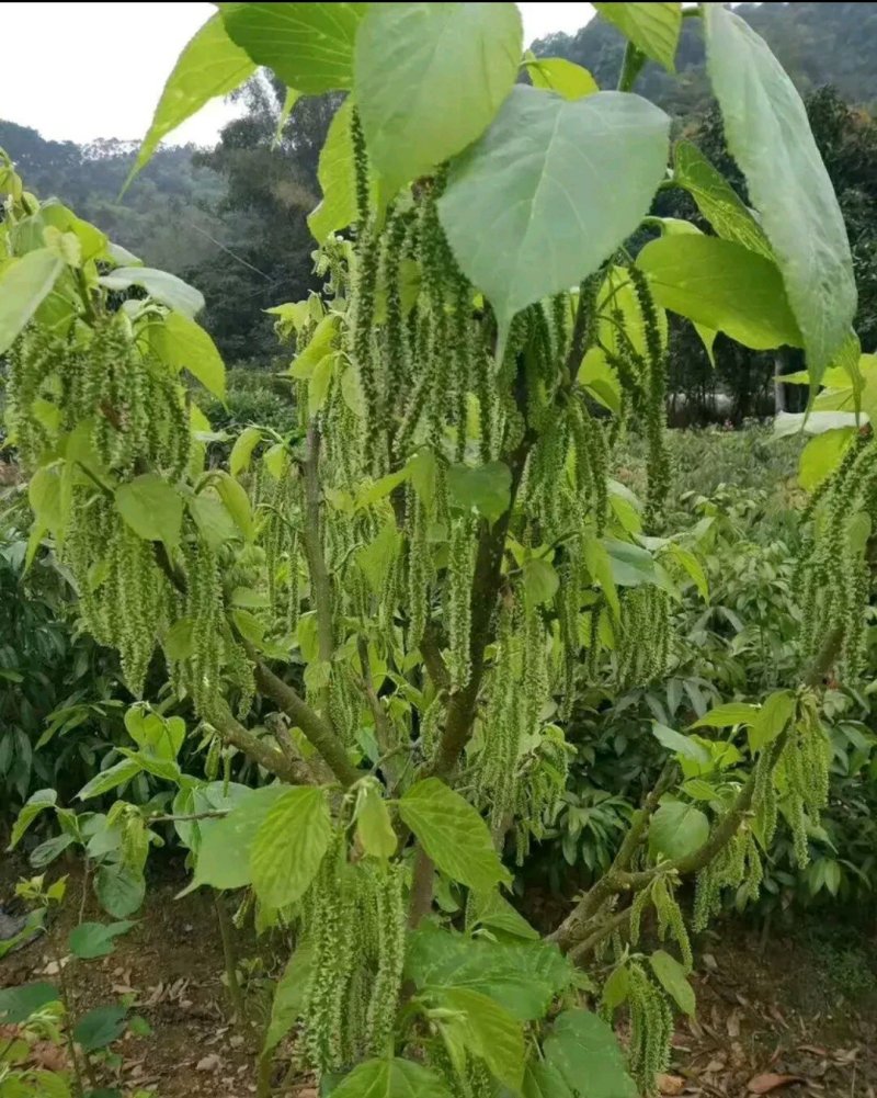 长果桑苗