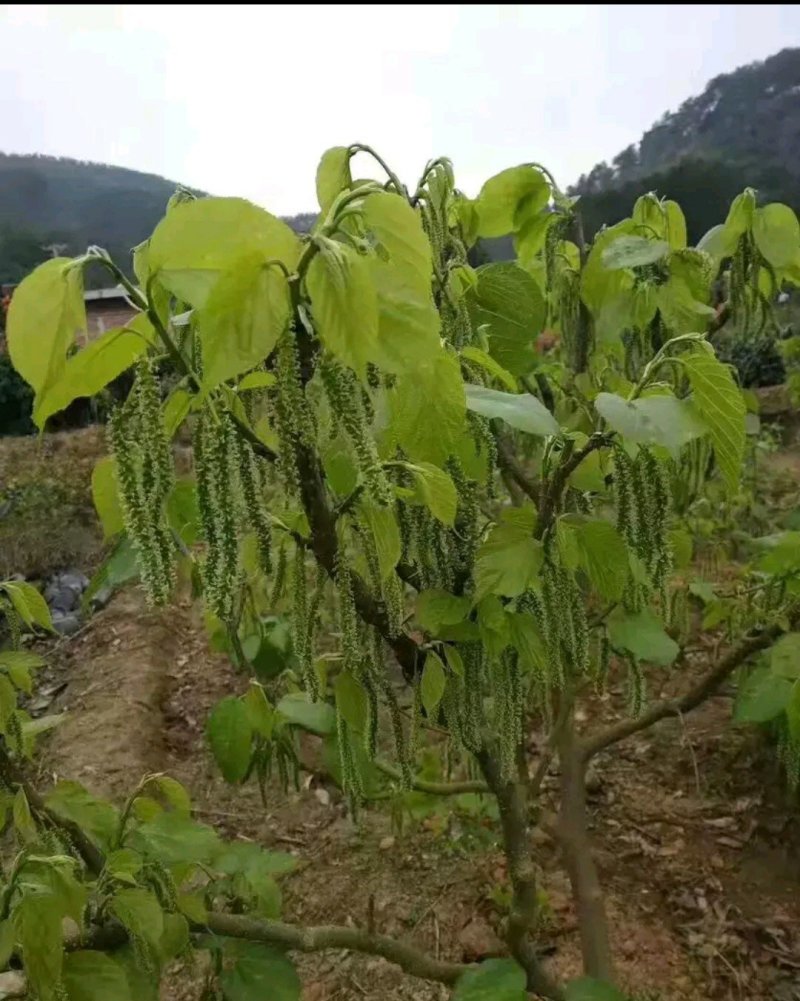 长果桑苗