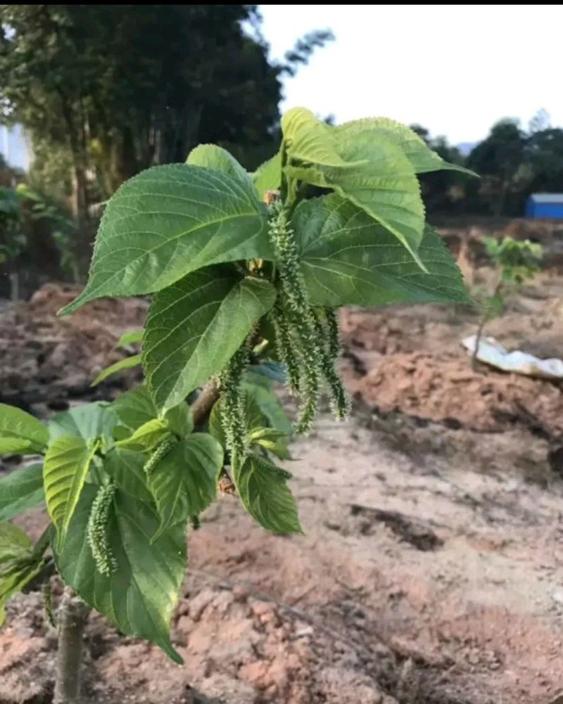 长果桑苗