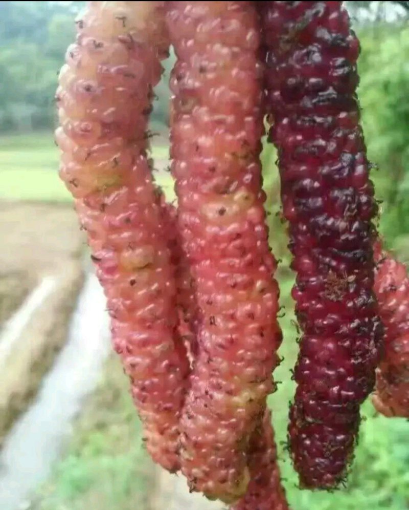 长果桑苗