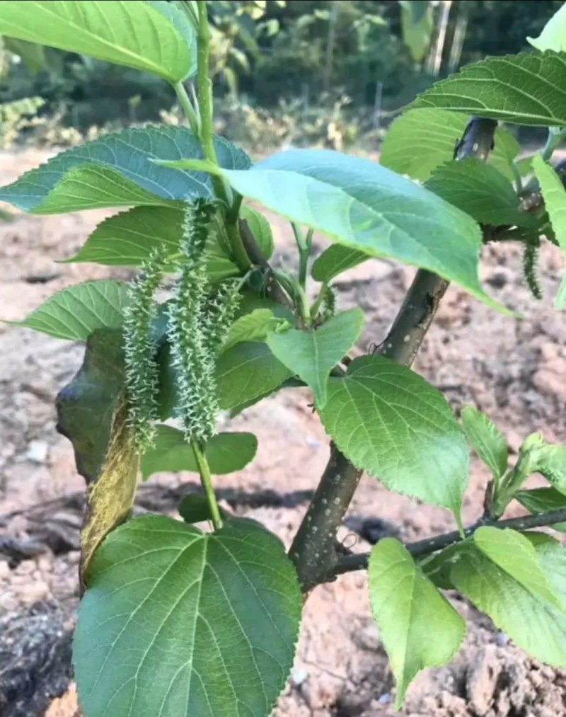 长果桑苗