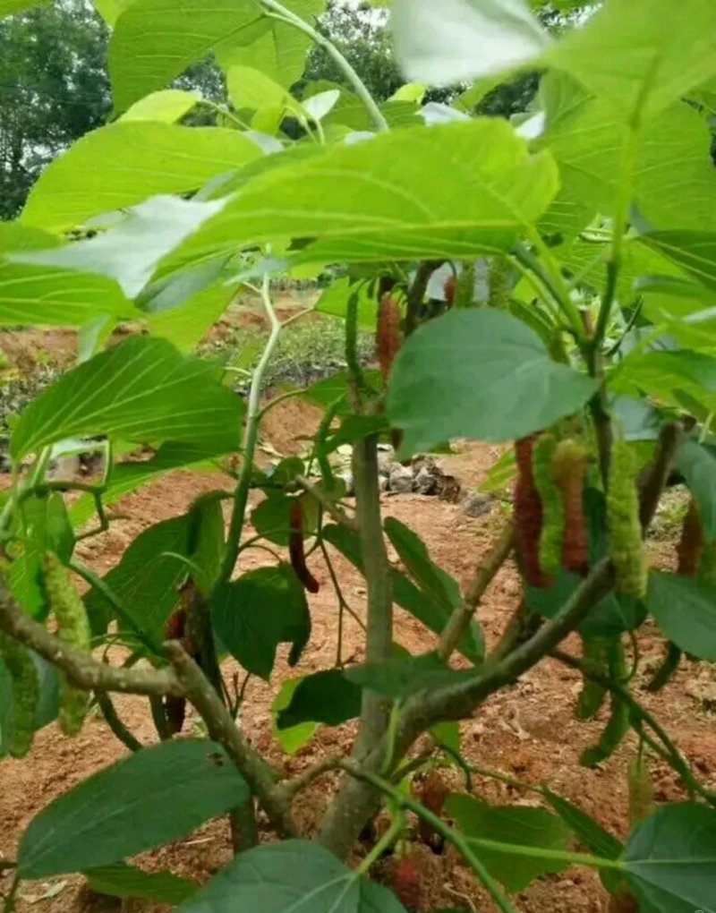 长果桑苗