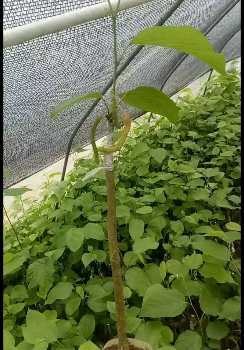 长果桑苗
