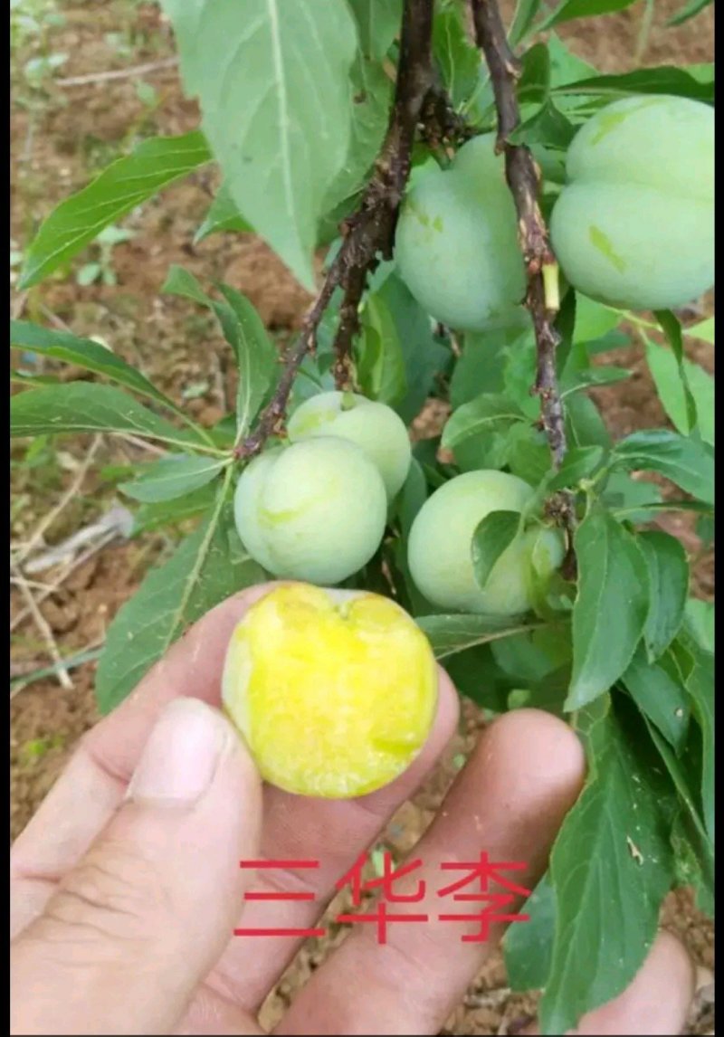 早熟三华李苗