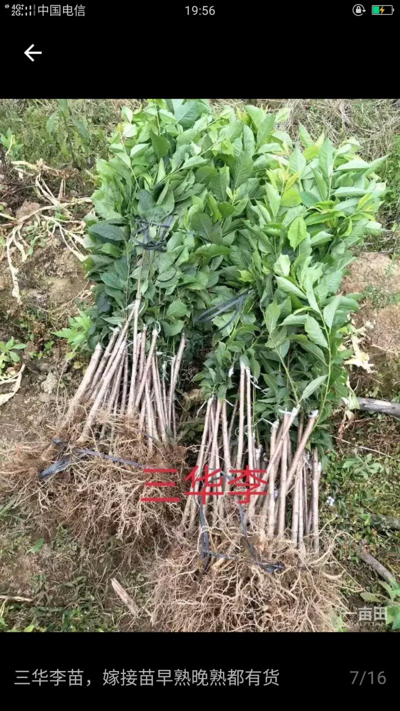 早熟三华李苗