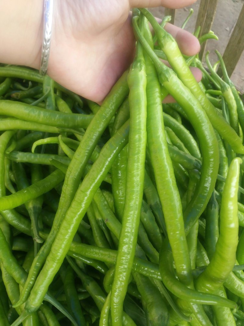薄皮二荆条