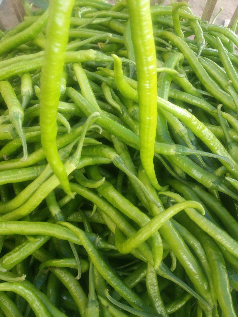 薄皮二荆条