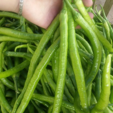 薄皮二荆条