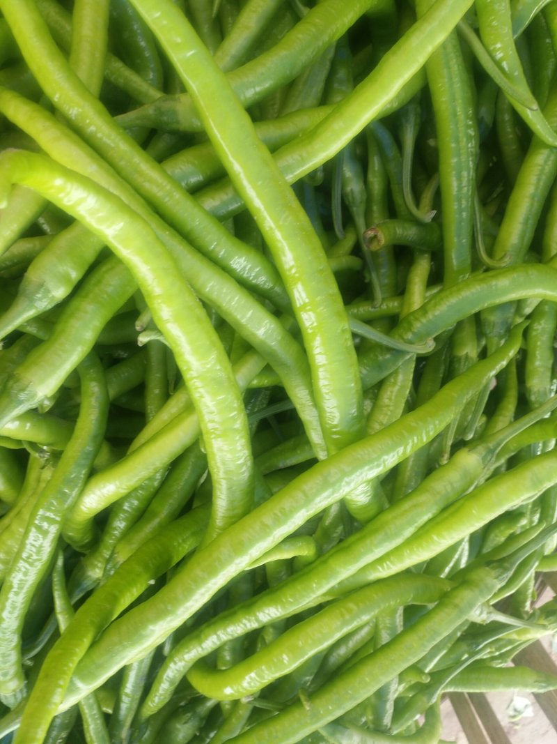 薄皮二荆条