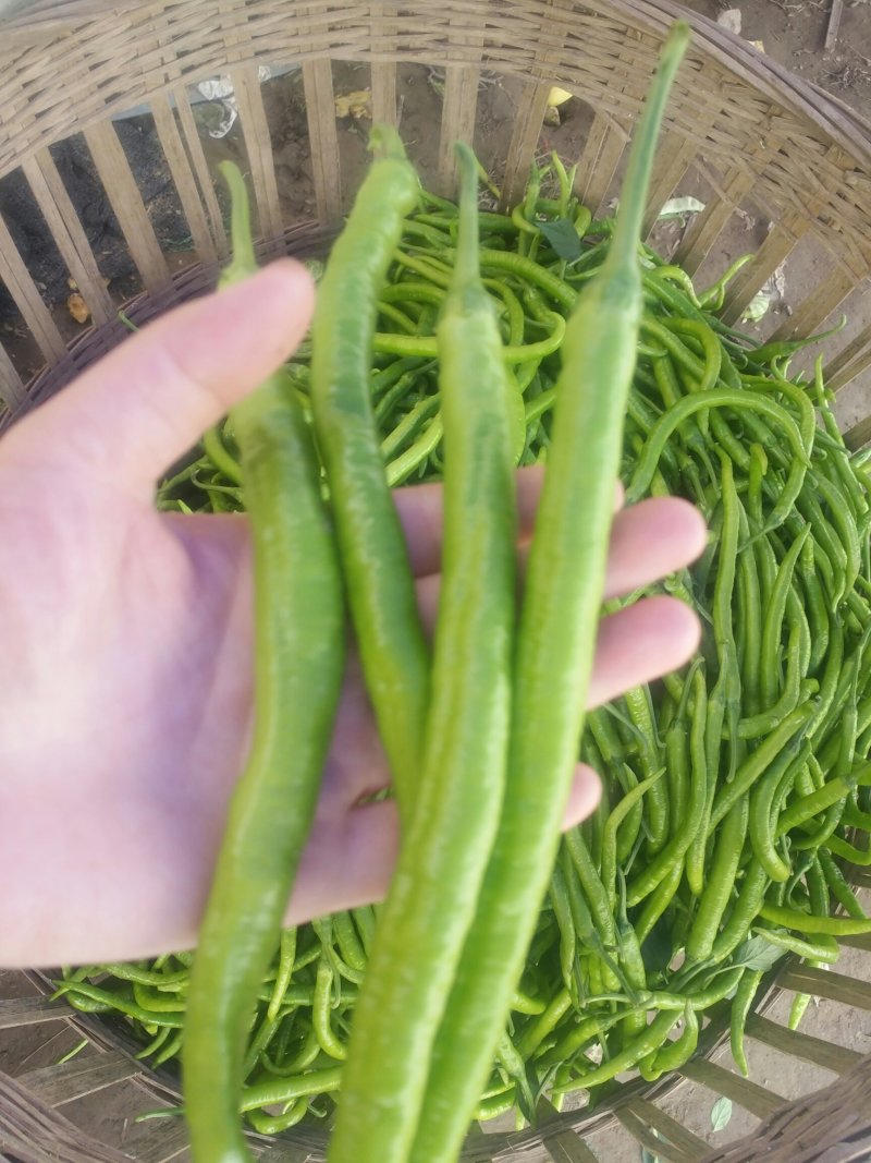 薄皮二荆条