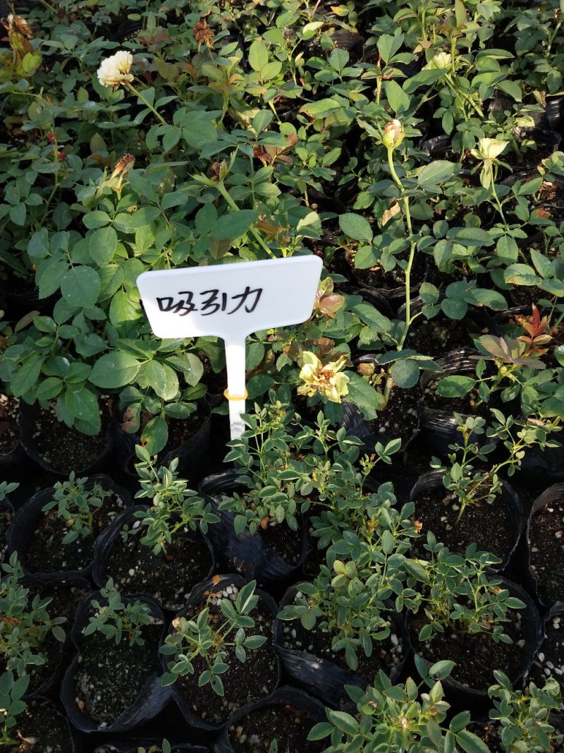 月季花苗大花月季盆栽欧月月季爬藤月季蔷薇月季花苗工程苗