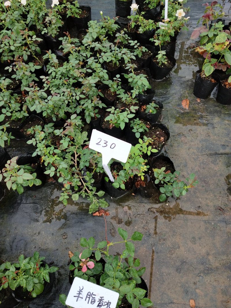 月季花苗大花月季盆栽欧月月季爬藤月季蔷薇月季花苗工程苗