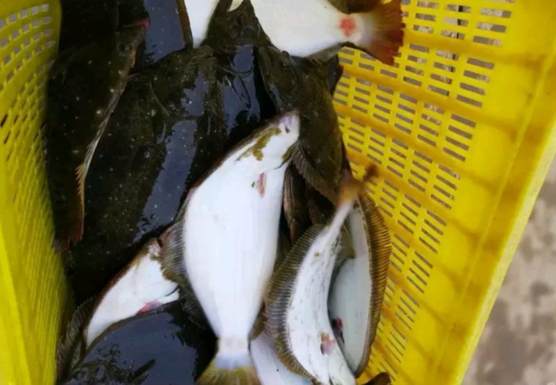 多宝鱼，偏口鱼，小嘴鱼，石桨子。小12一条，大25