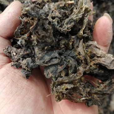 地皮菜，地软