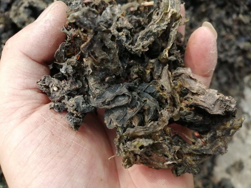 地皮菜，地软