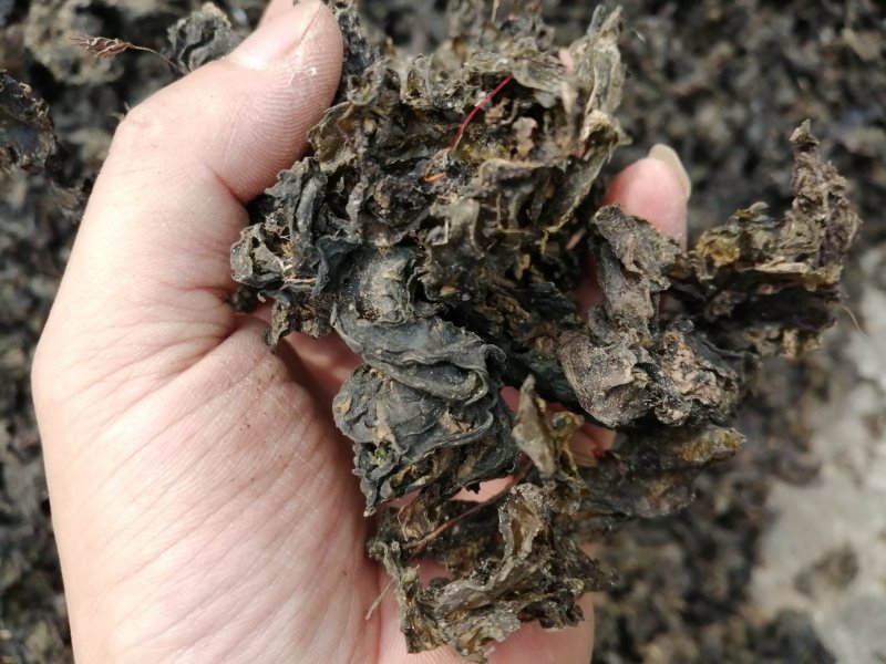 地皮菜，地软