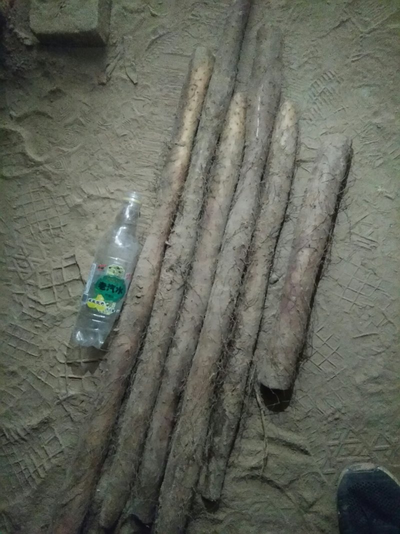 白玉山药通货正在出库