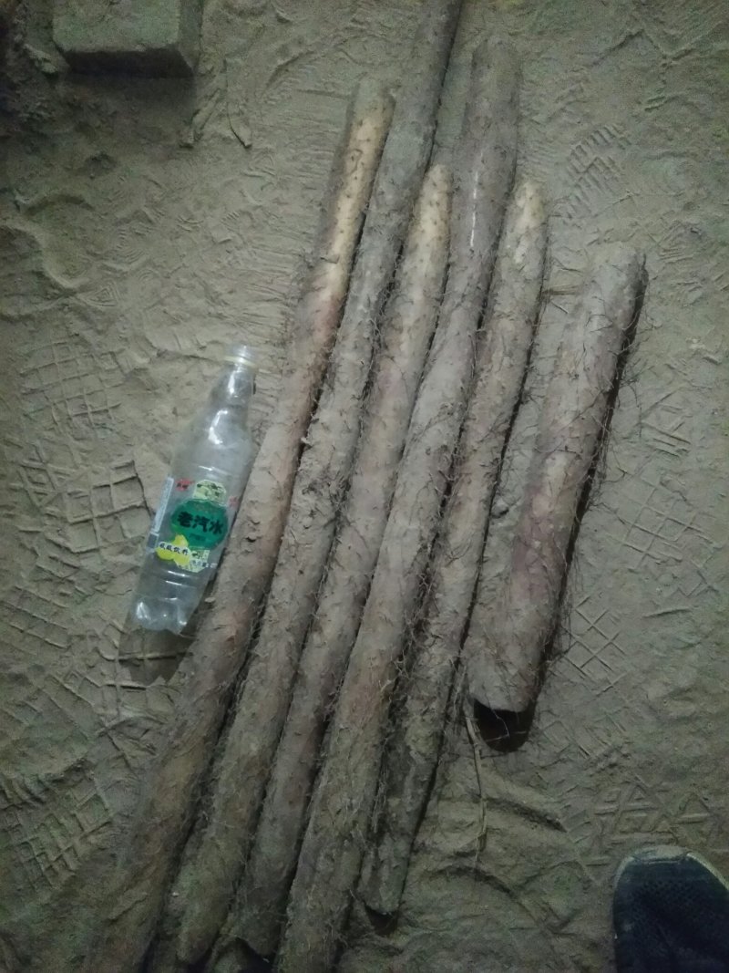 白玉山药通货正在出库