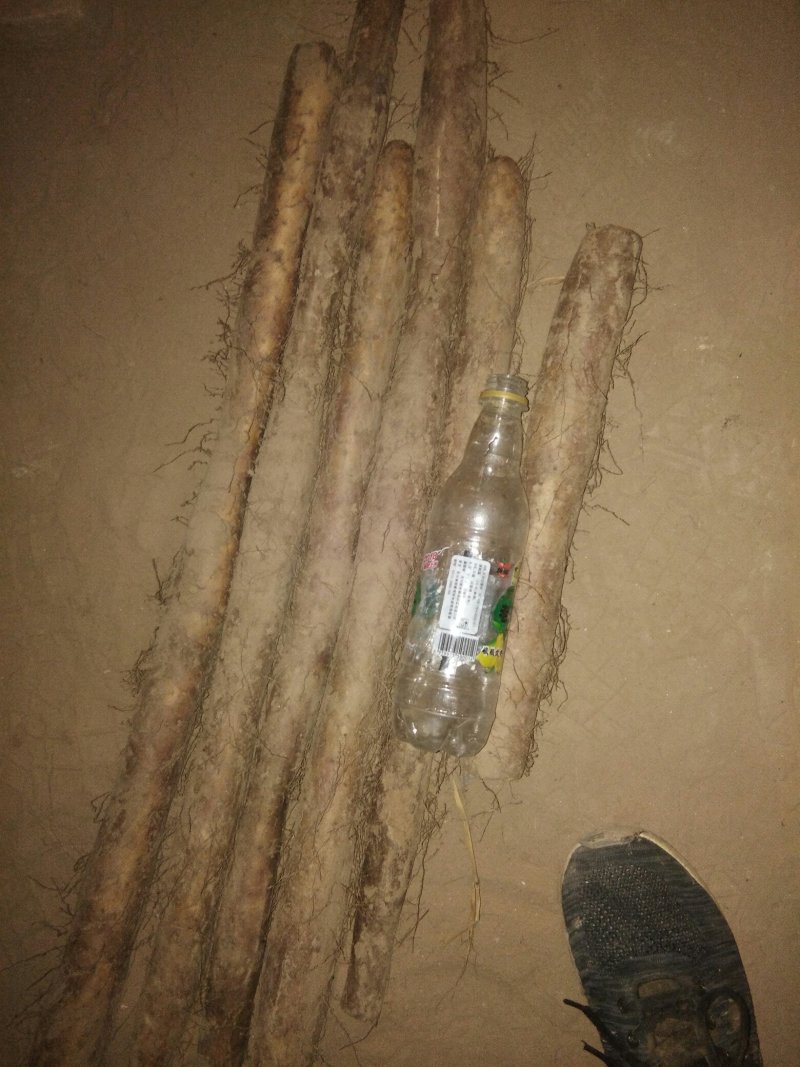白玉山药通货正在出库