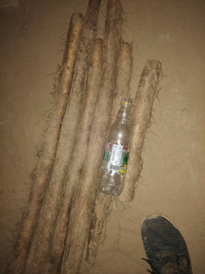 白玉山药通货正在出库